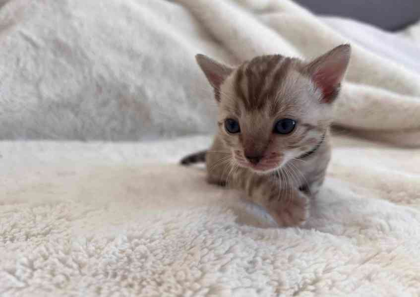 Zdarma Skotská Fold kotě k adopci zdarma nyní  - foto 1