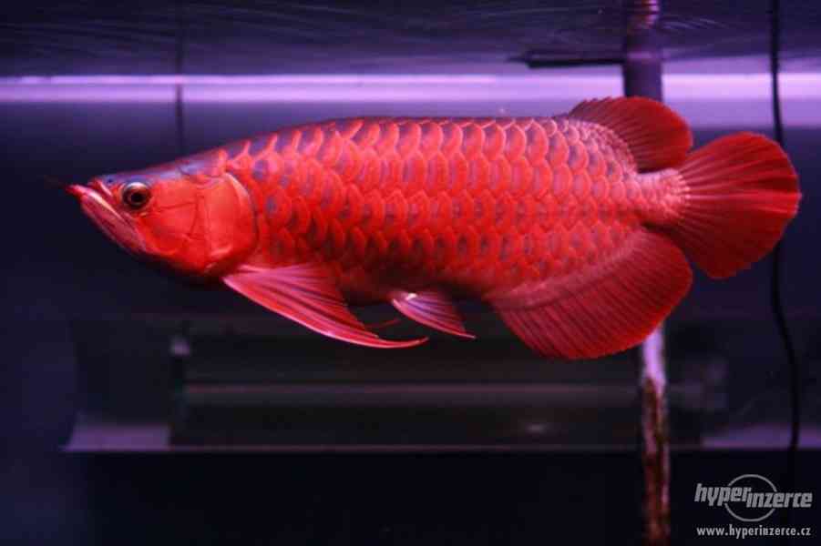 Super Asijské červené a zlaté rybky Arowana. - foto 3