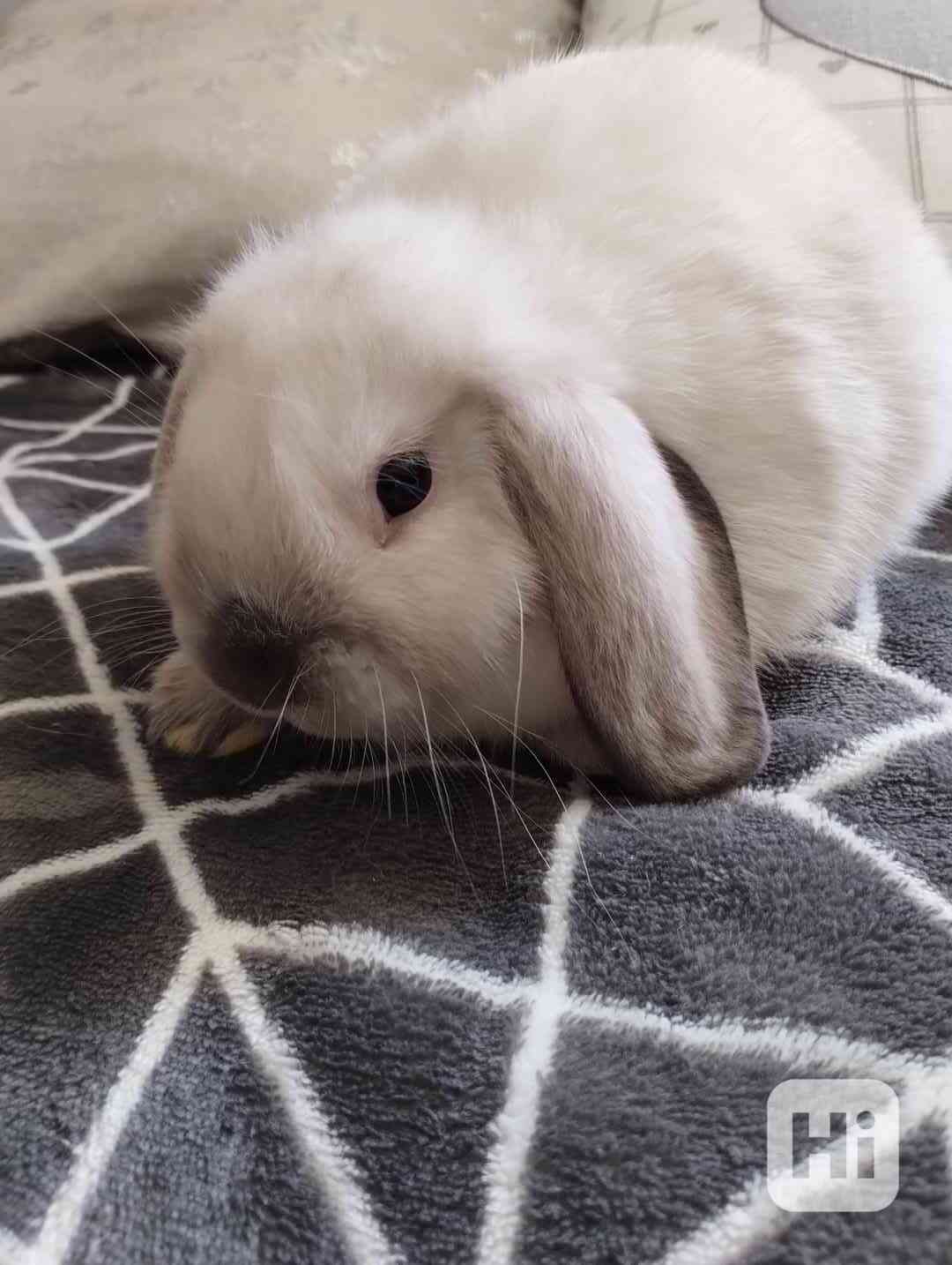Králík  - foto 1