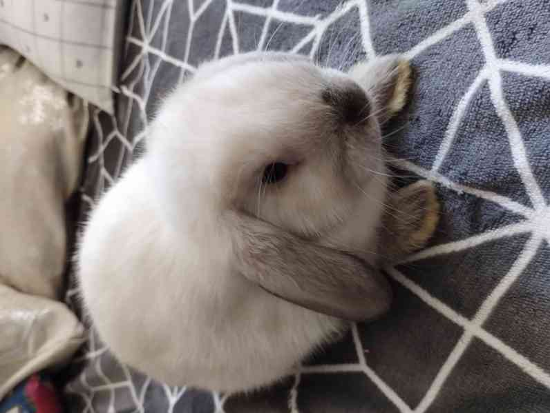 Králík  - foto 2