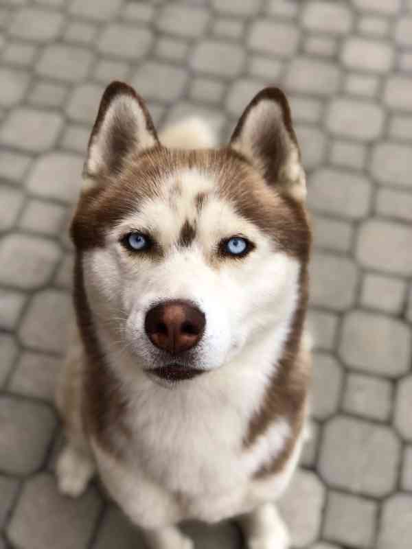 Husky krytí - foto 3