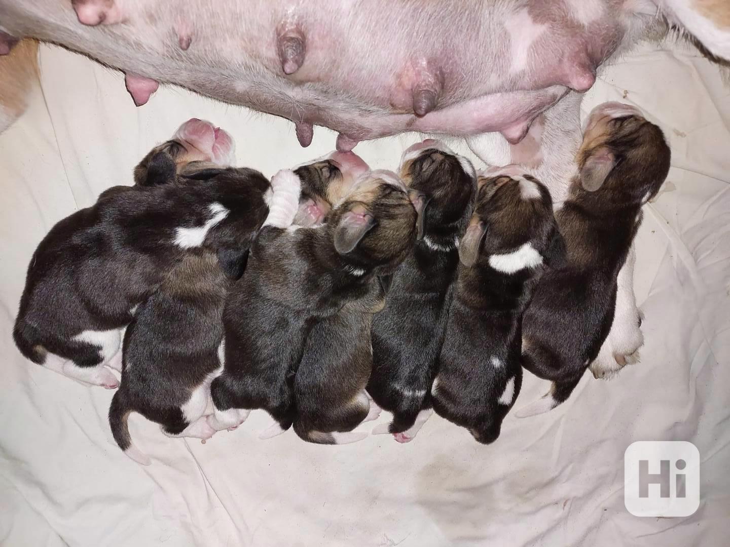 Bígl štěňátka - foto 1