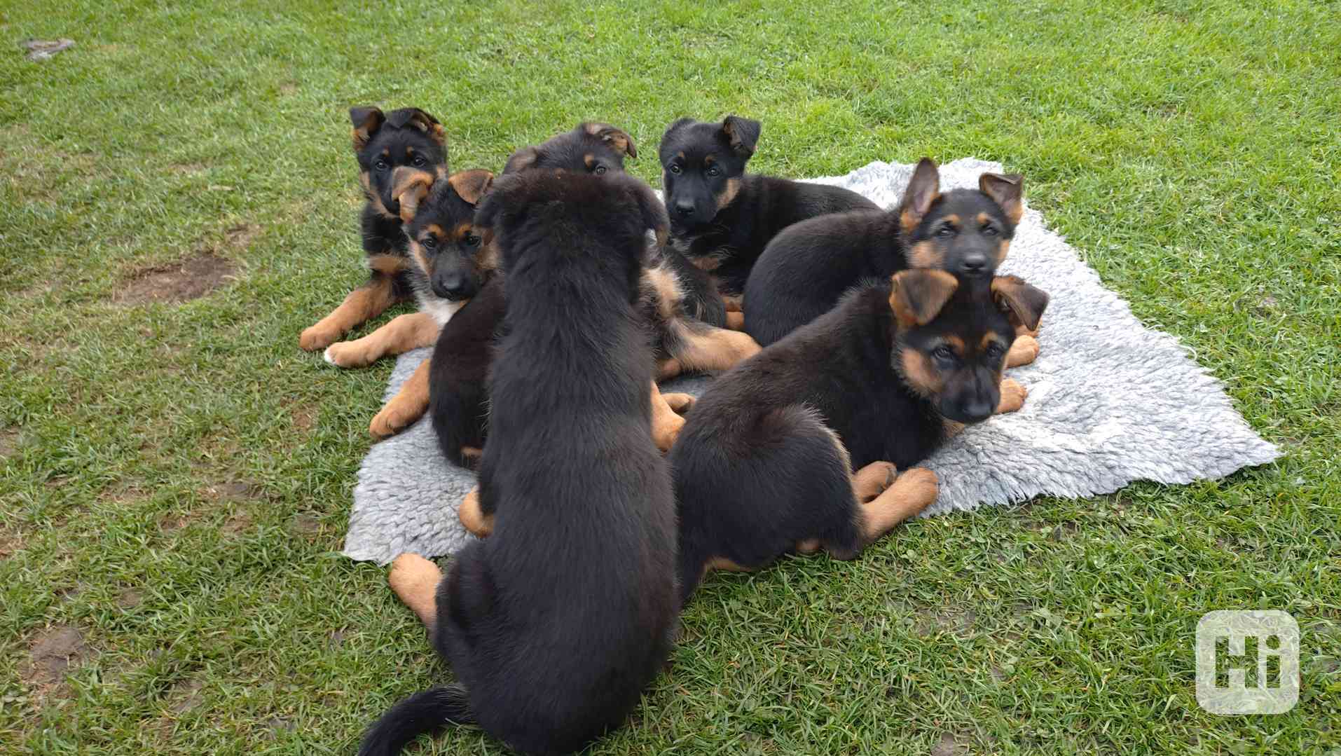 štěňata německého ovčáka - foto 1