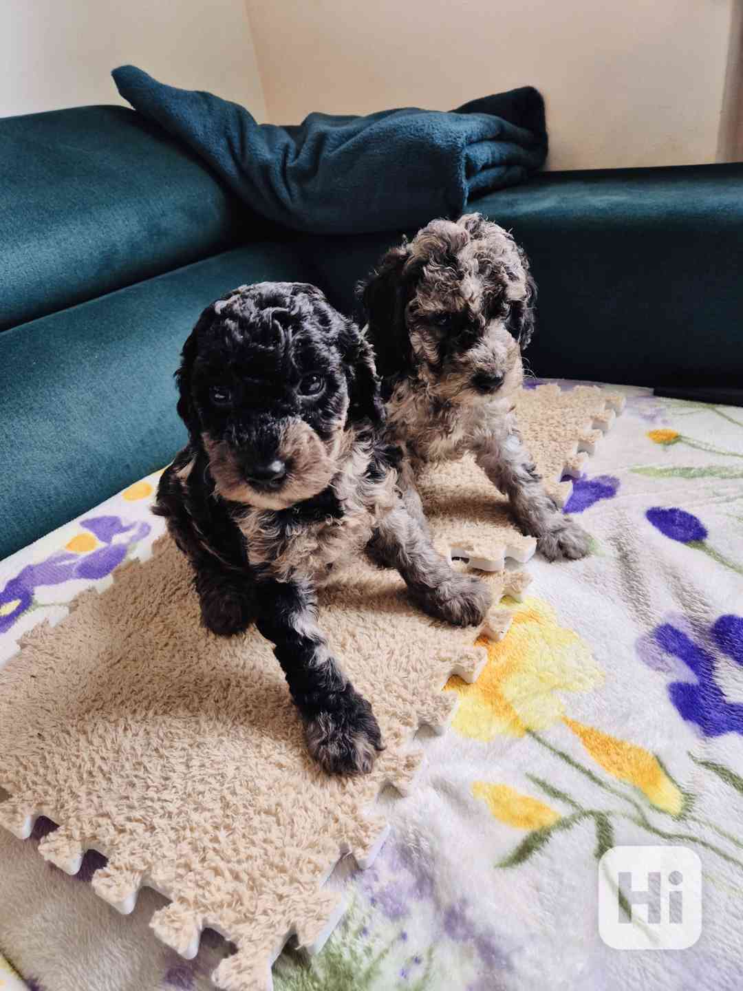 Pudlik,trpazlici pudel  - foto 1