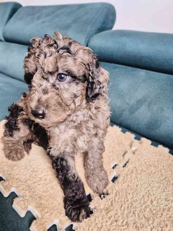 Pudlik,trpazlici pudel  - foto 2