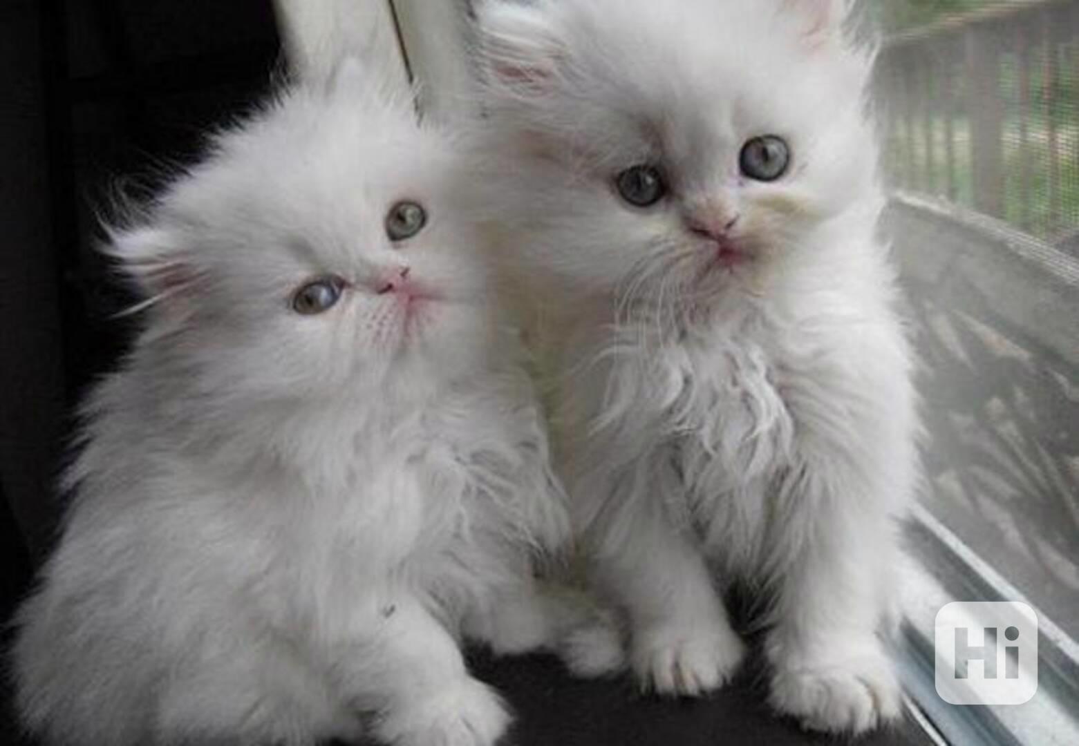 Perská koťata,, - foto 1