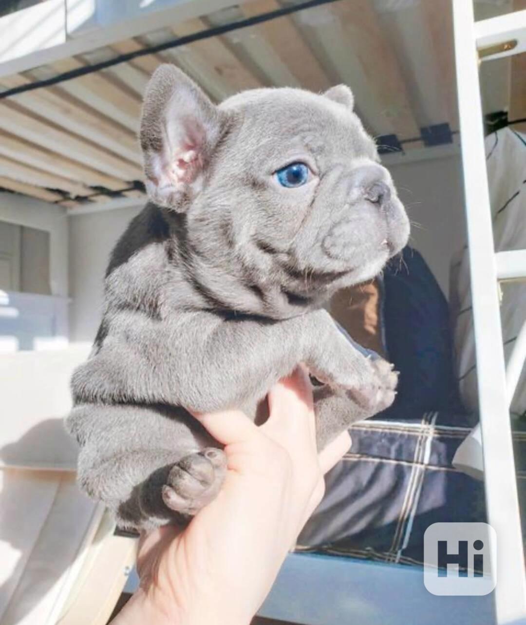 Francouzský buldoček - foto 1