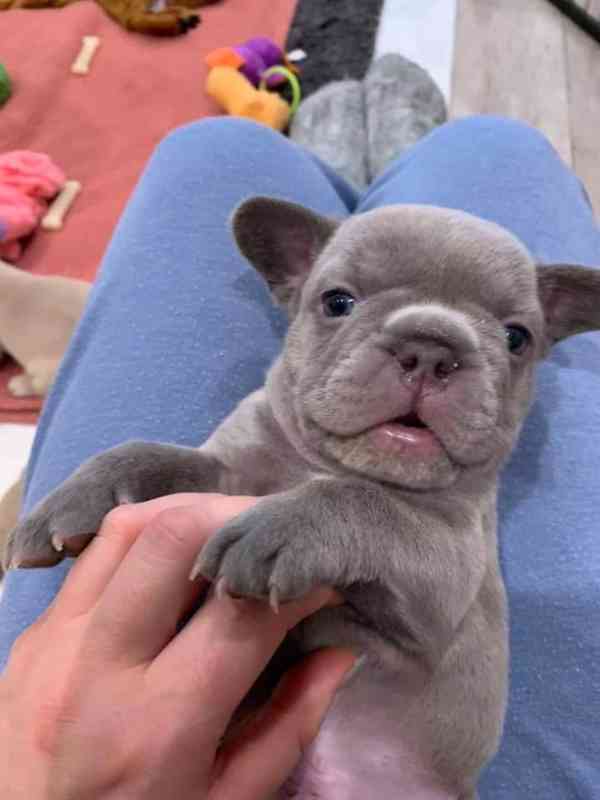 Francouzský buldoček - foto 2