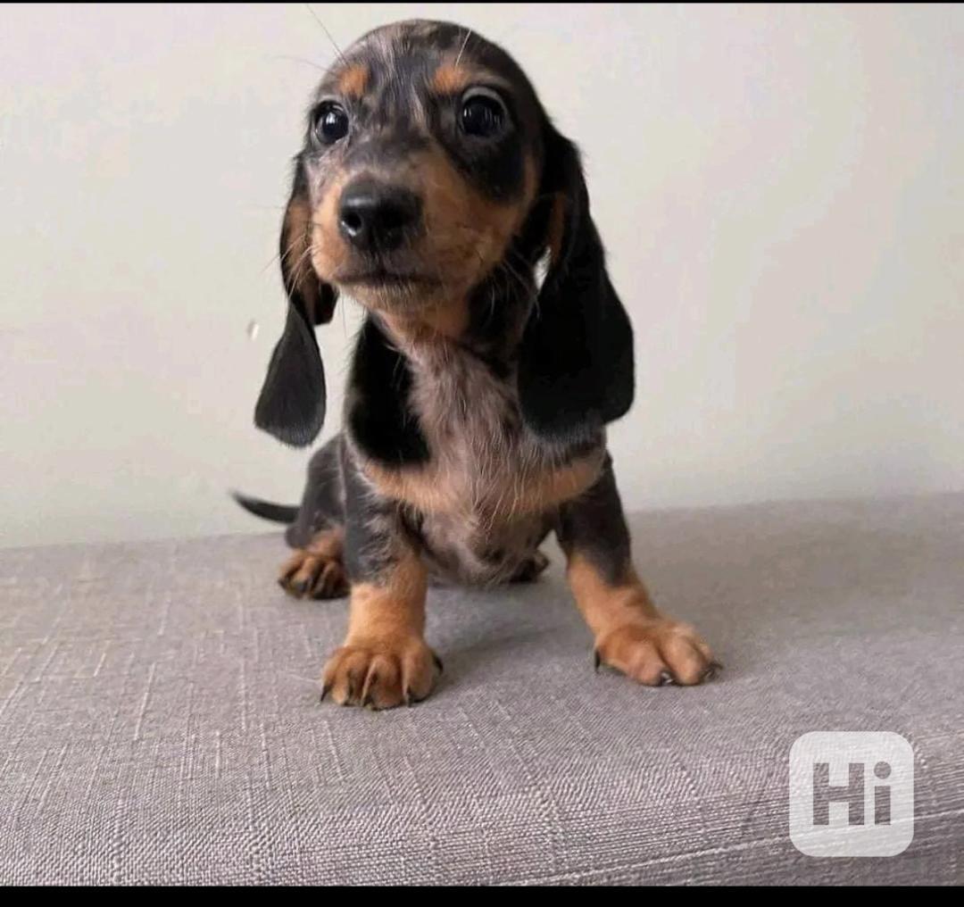 Štěňata jezevčíků hledají domov. - foto 1