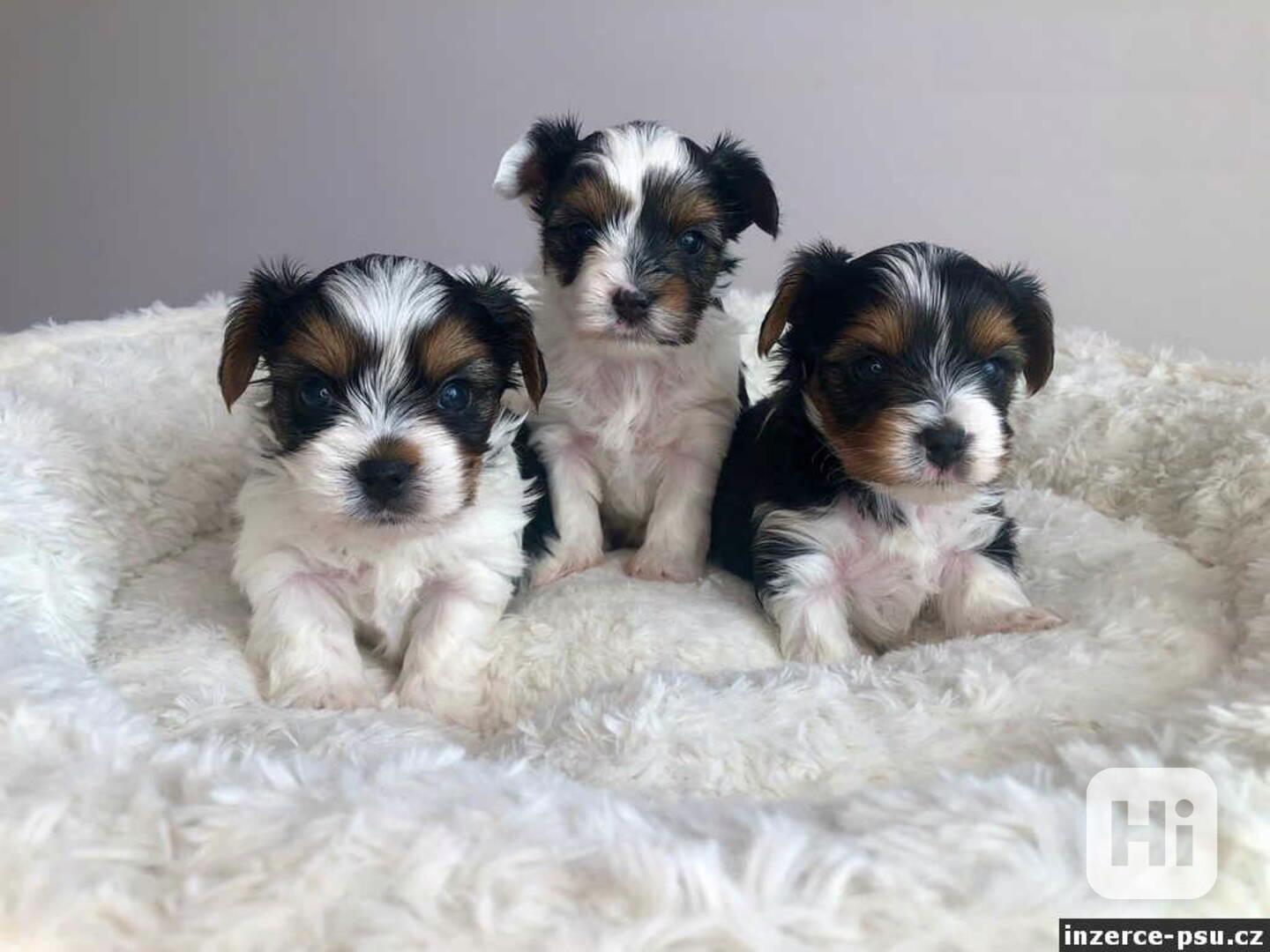 štěňata Yorkie s pp - foto 1