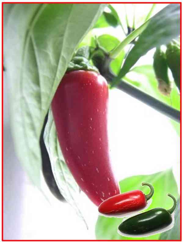 CHILLI JALAPEŇO MILD  - SEMENA