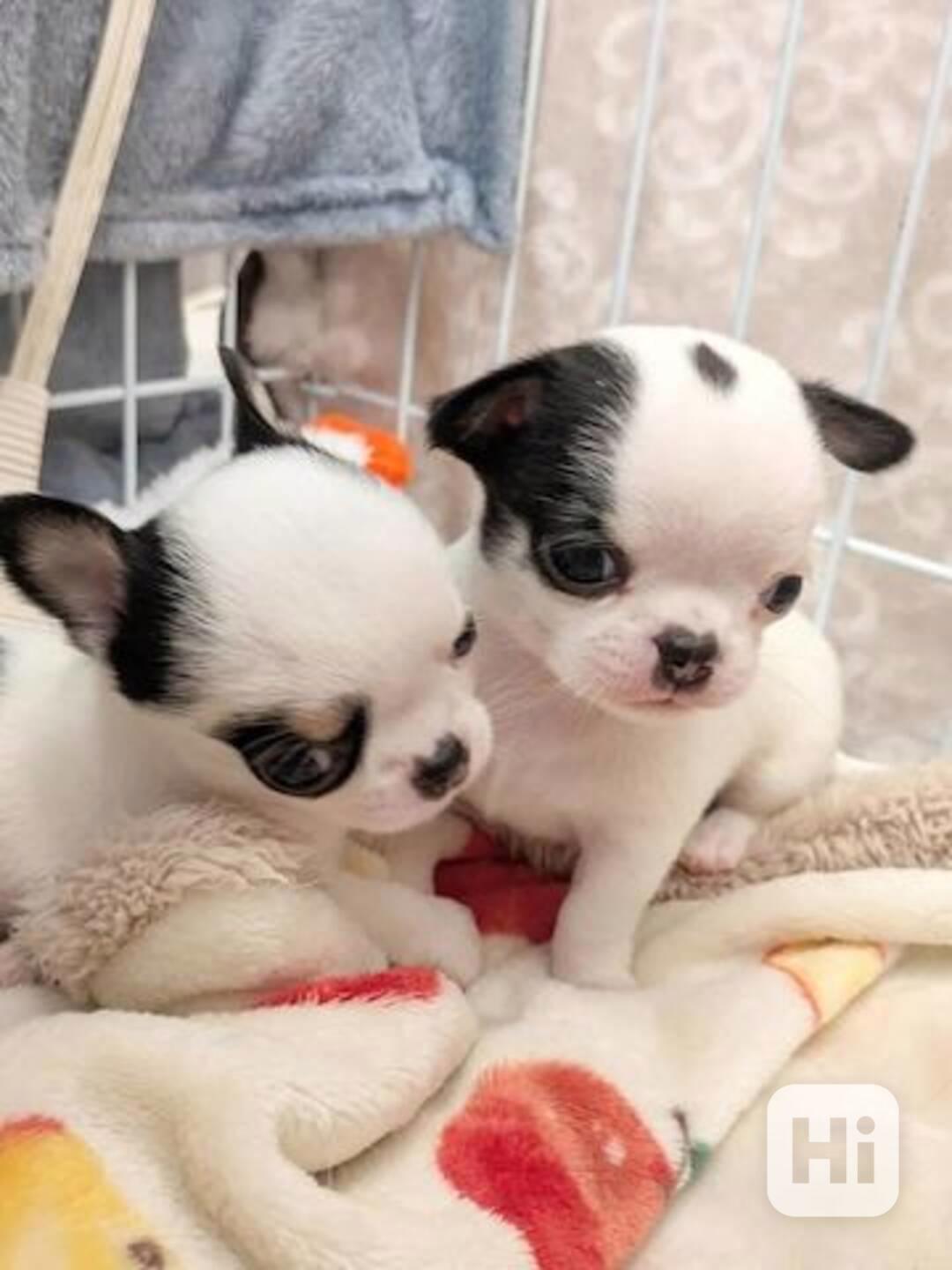 Štěňata čivavy k adopci zdarma - foto 1