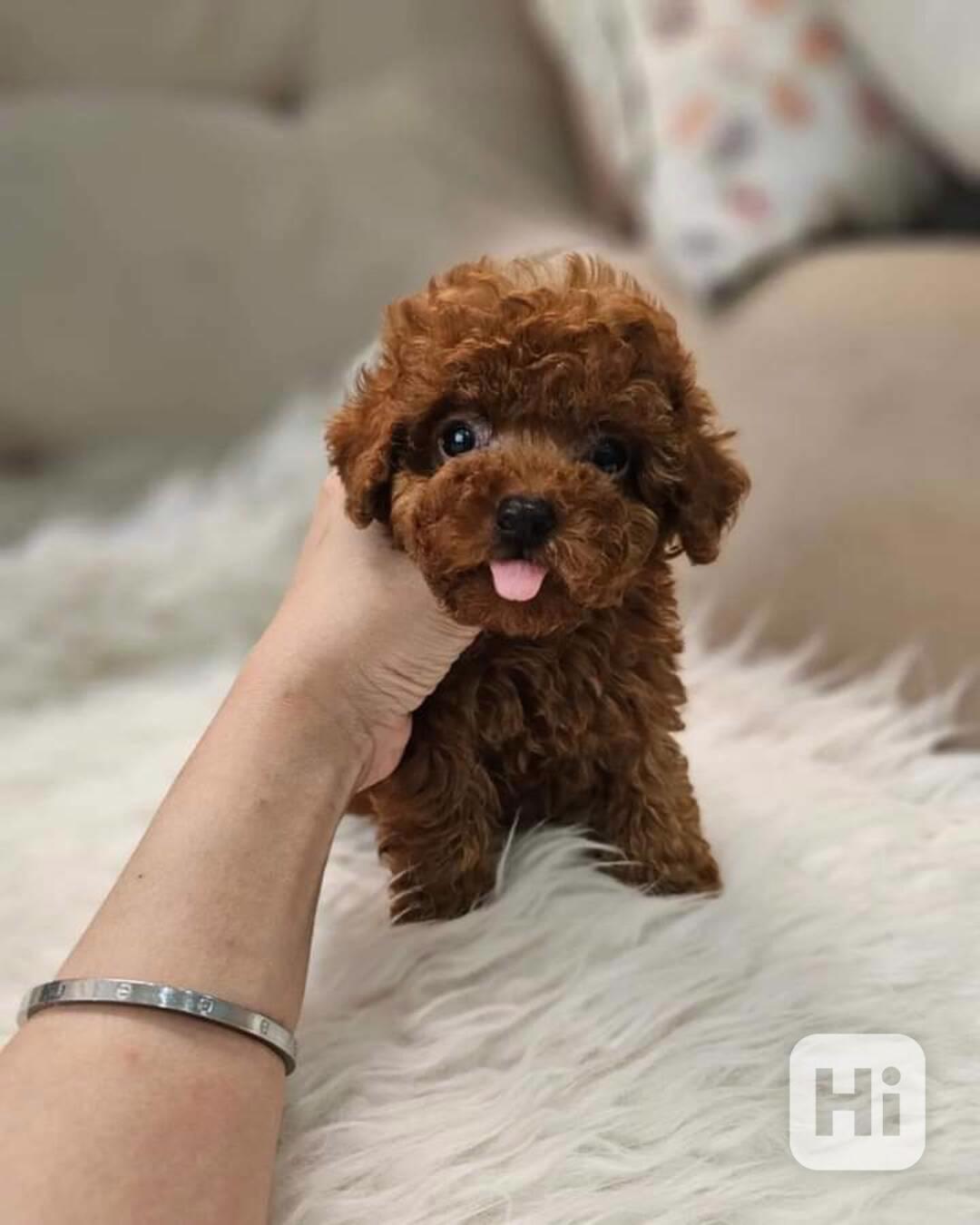 Krásná štěňata toy pudla potřebují novou rodinu - foto 1