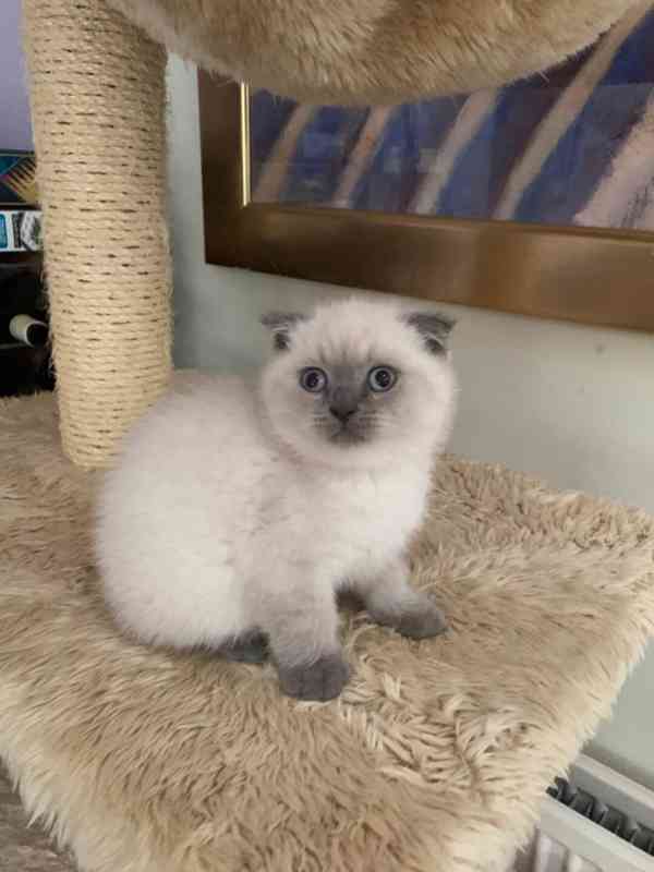 Scottish Fold koťata na prodej - foto 2