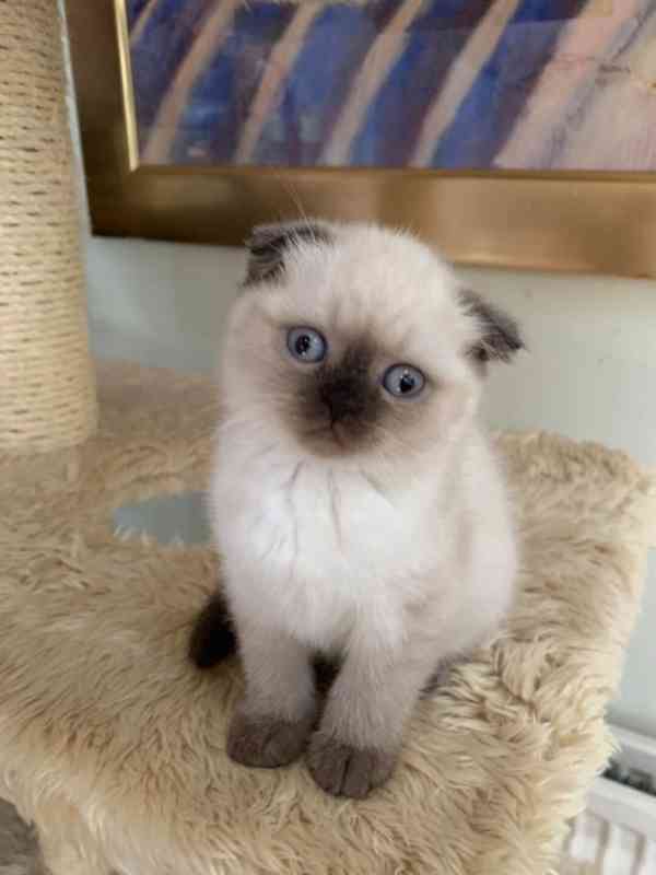 Scottish Fold koťata na prodej - foto 3