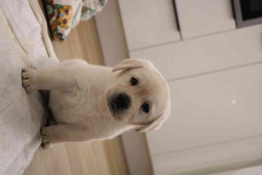 Štěně labradorský retrívr s PP