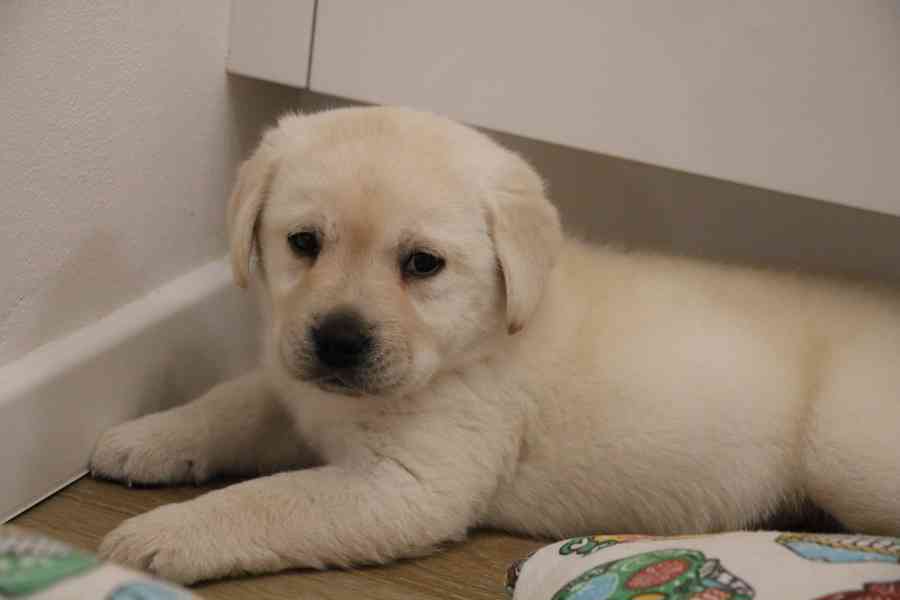 Štěně labradorský retrívr s PP - foto 3