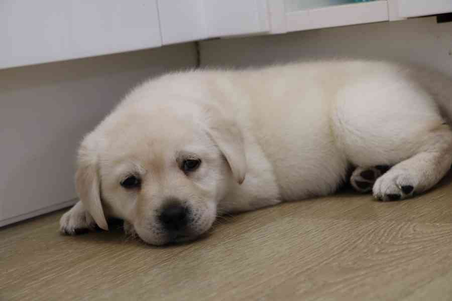 Štěně labradorský retrívr s PP - foto 2