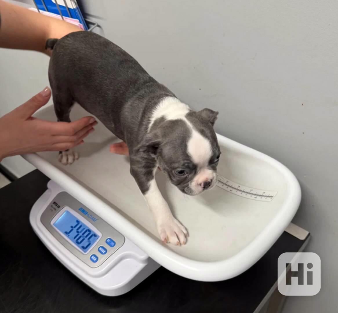 Bostonský teriér Štěňata - foto 1