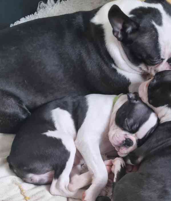 Bostonský teriér Štěňata - foto 2