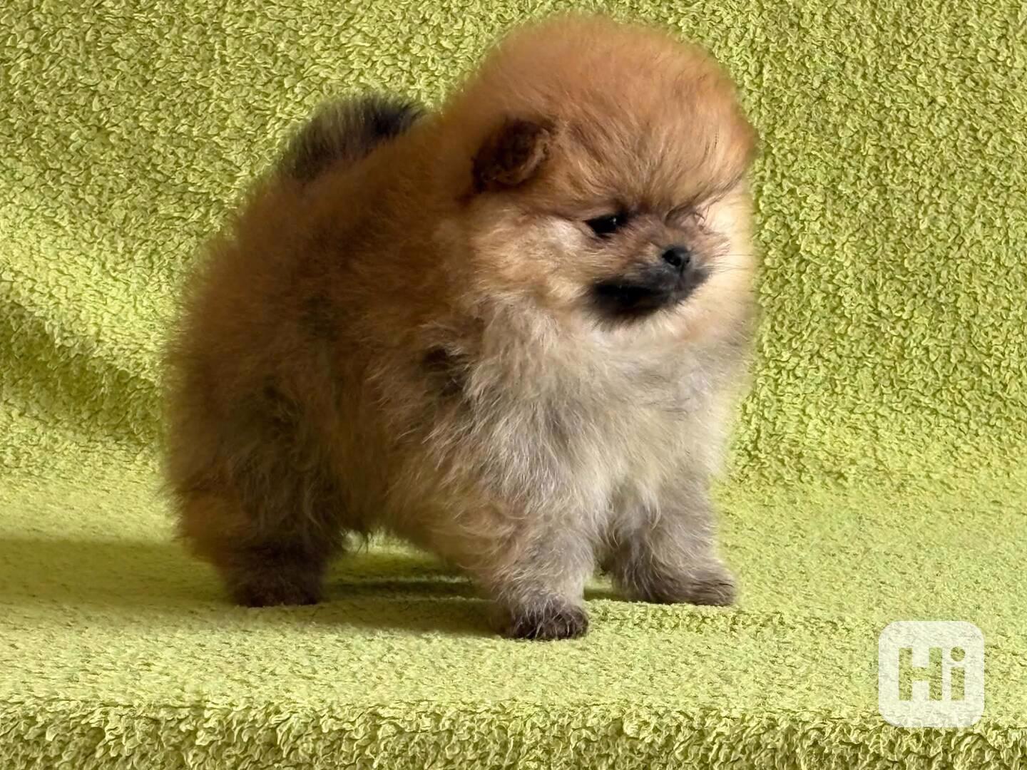 Pomeranian - foto 1