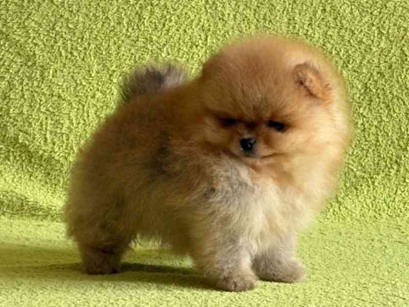 Pomeranian - foto 2