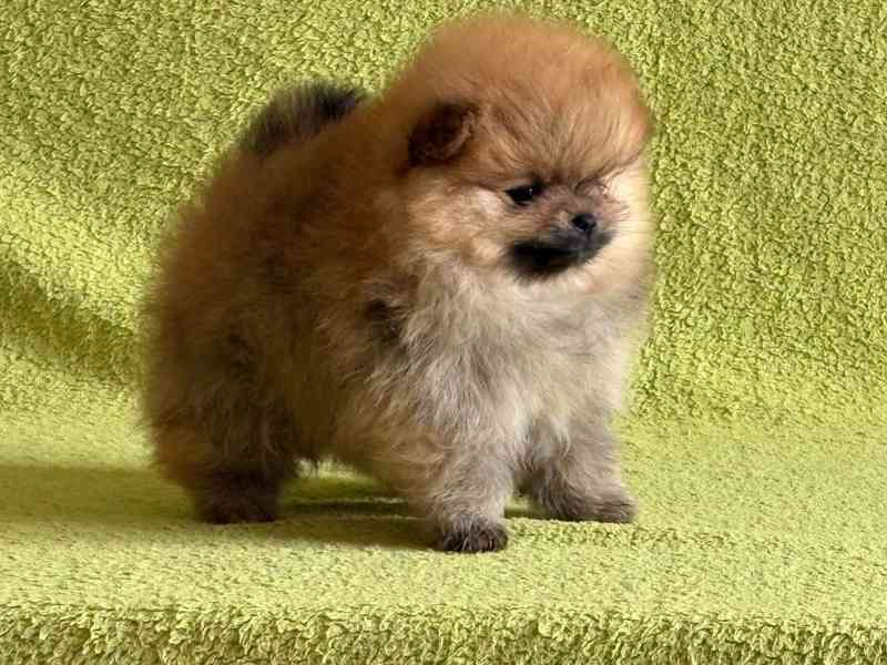 Pomeranian - foto 1