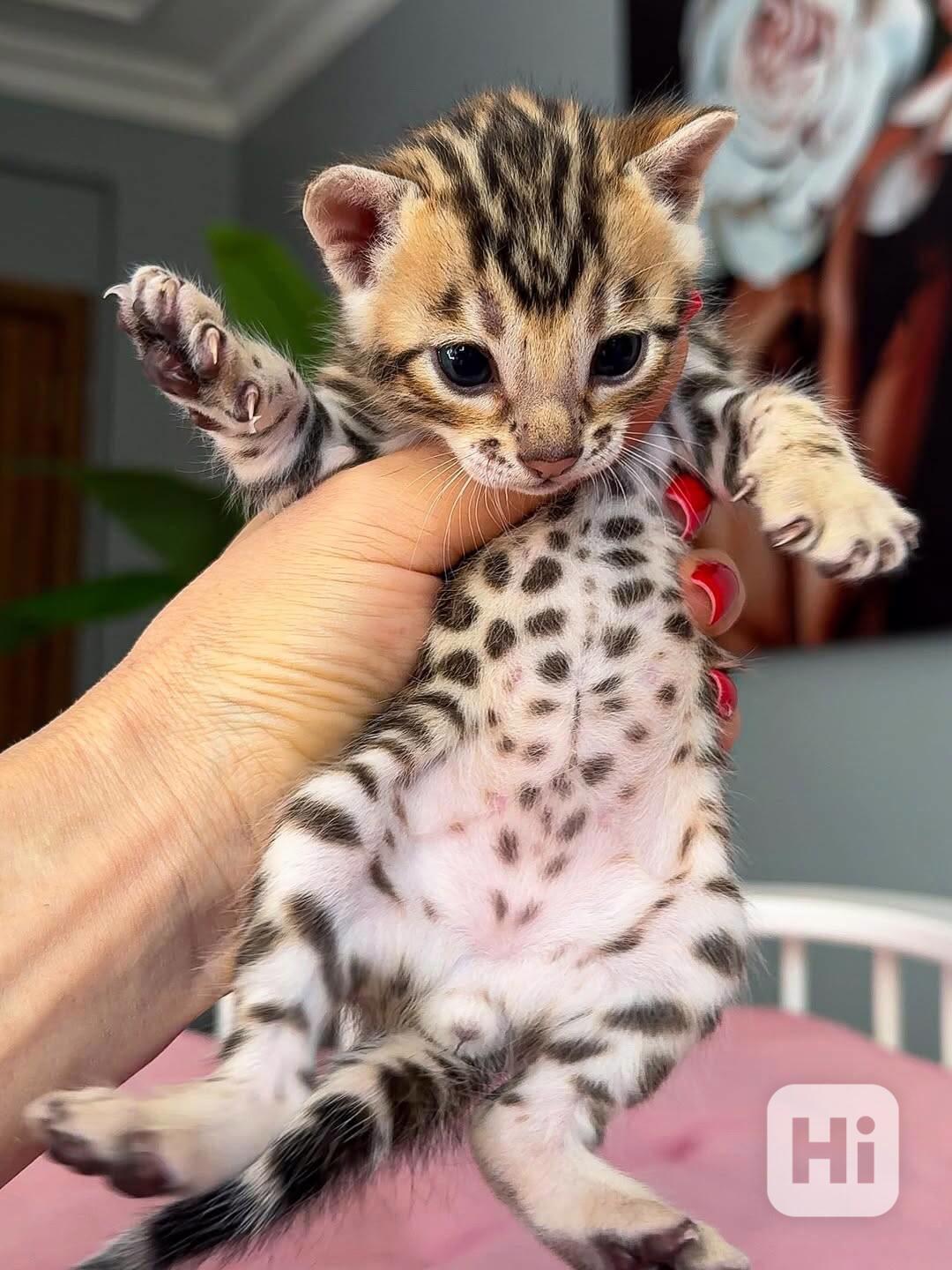 AKTUALIZACE 3 nádherná bengálská koťátka připravená k adopci - foto 1