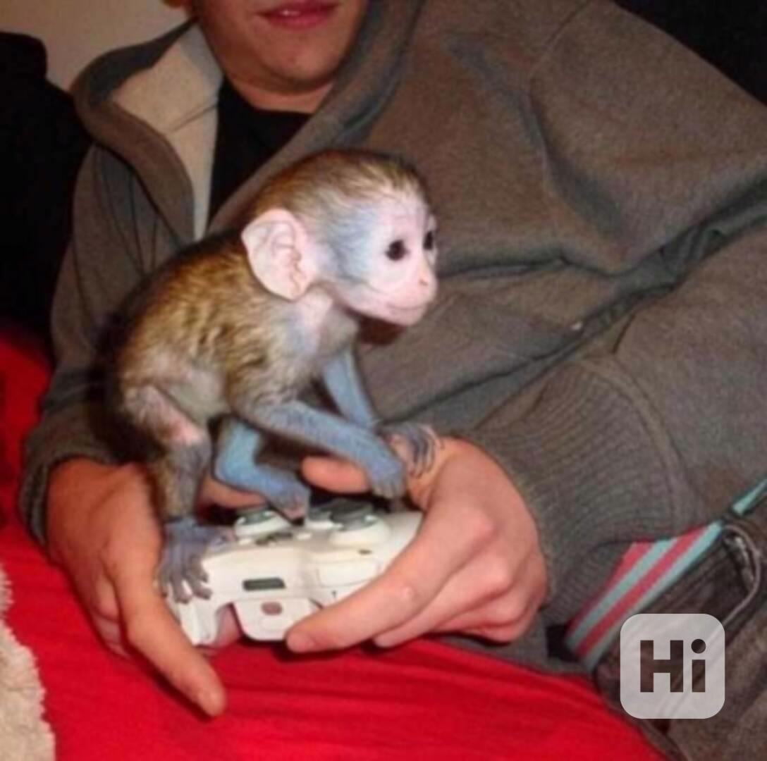 Inteligentní mláďata kapucínských opic - foto 1