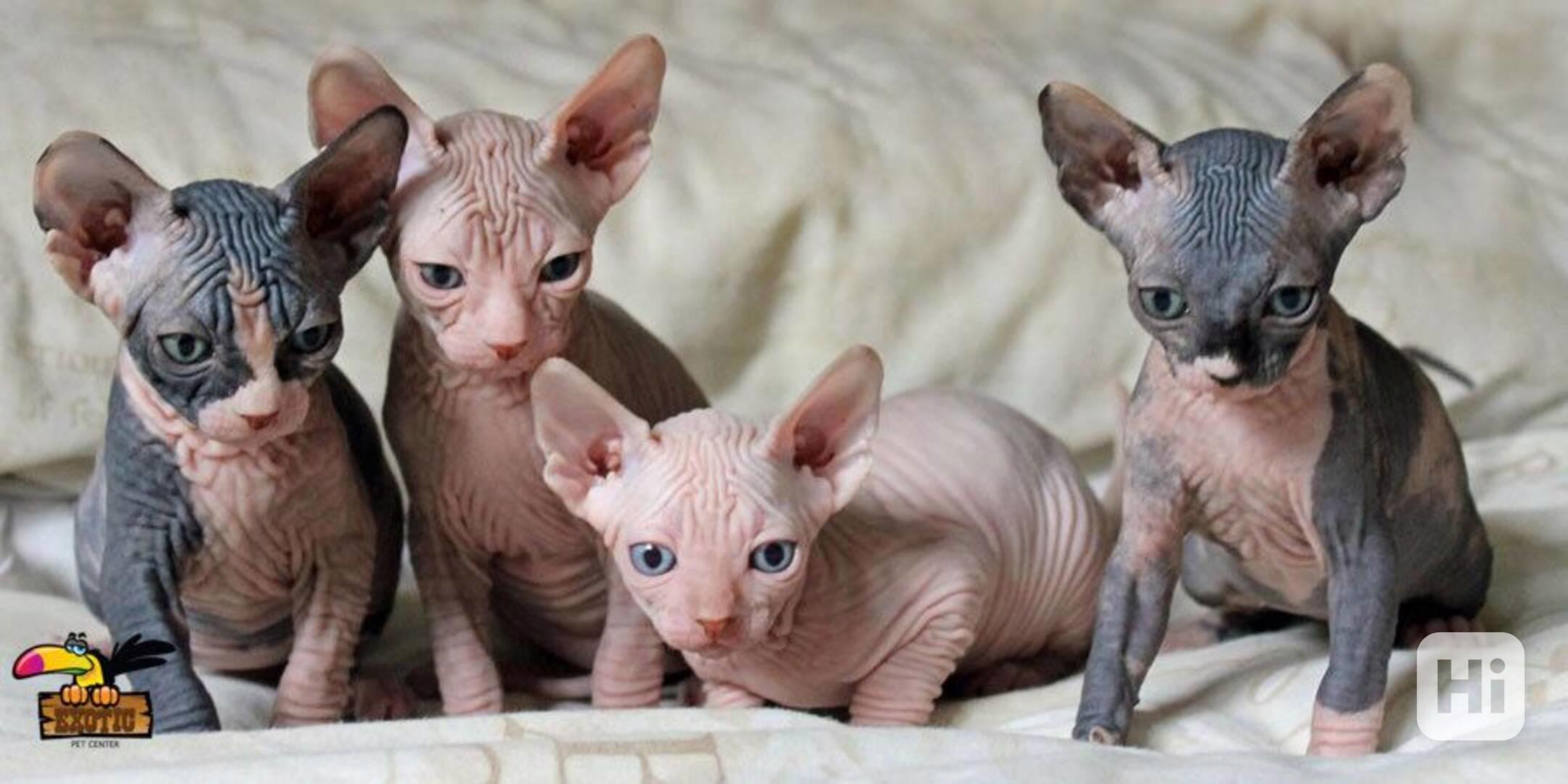 Koťata Sphynx - foto 1
