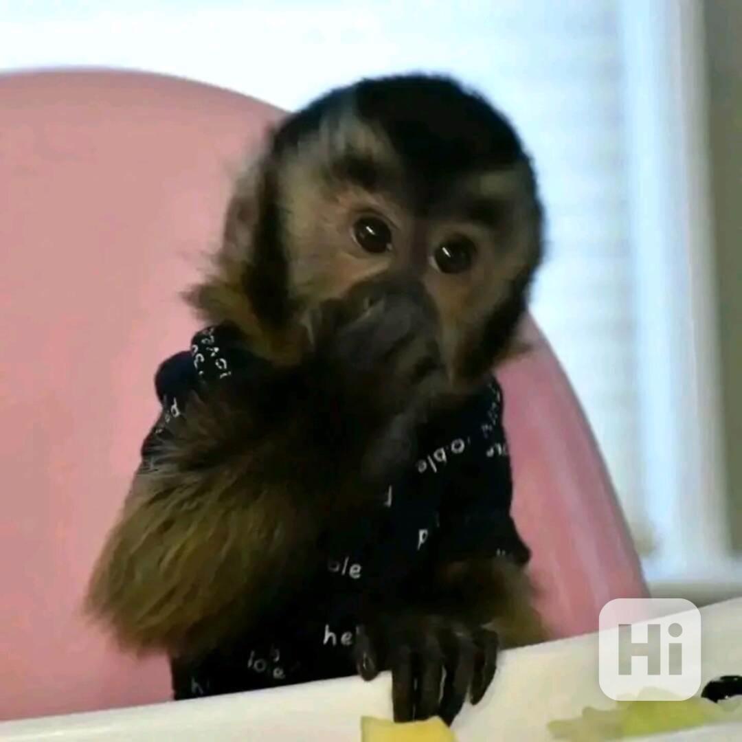  Klidné a roztomilé kapucínské opice  - foto 1