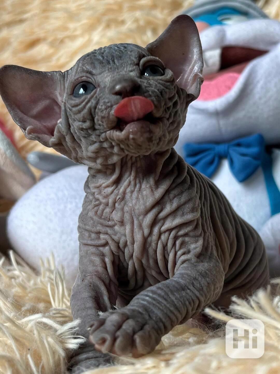 Kotě Sphynx na prodej - foto 1