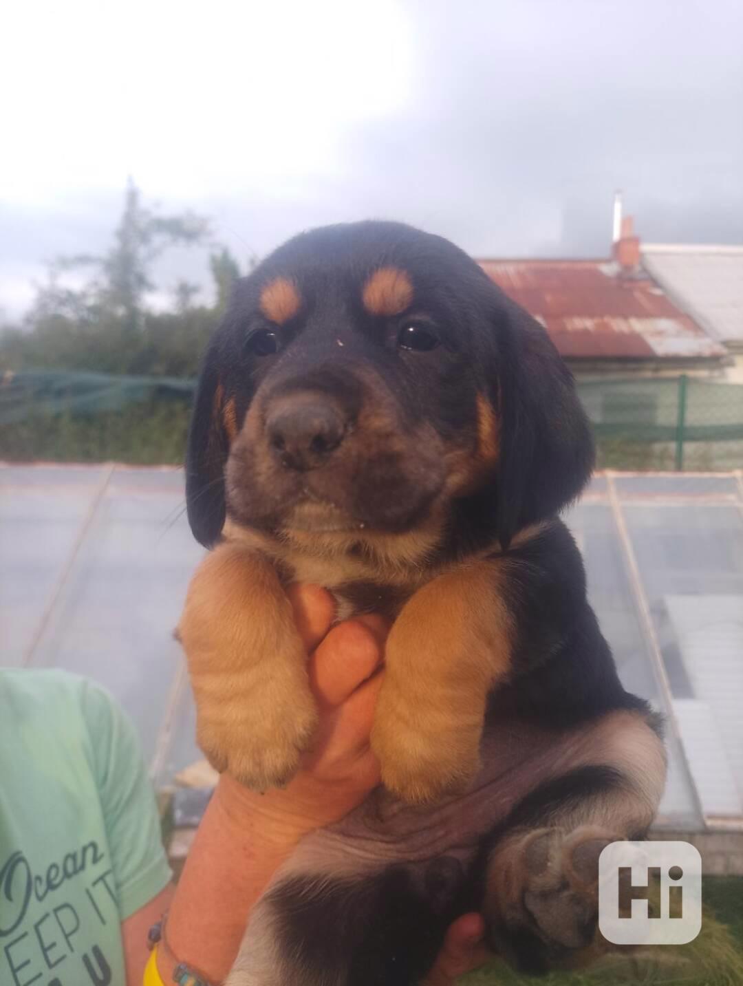 Štěňátka  - foto 1