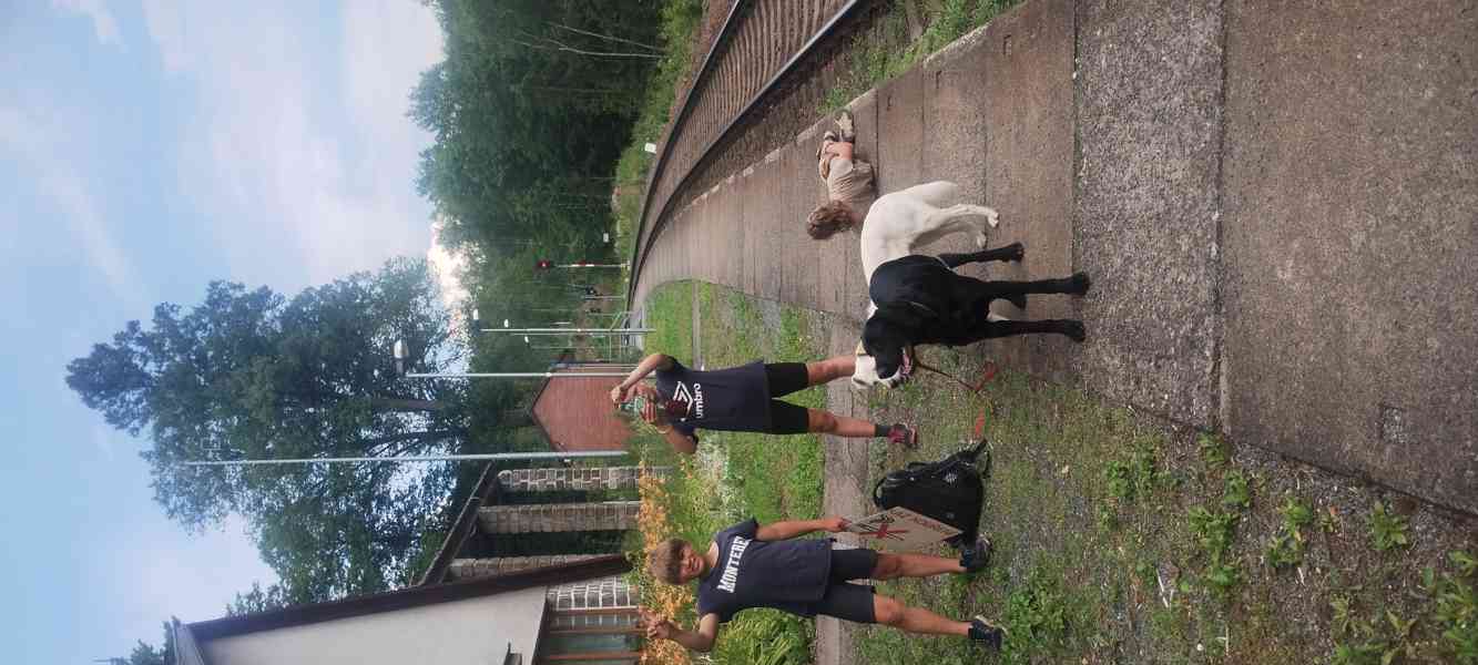 Štěňátka  - foto 4