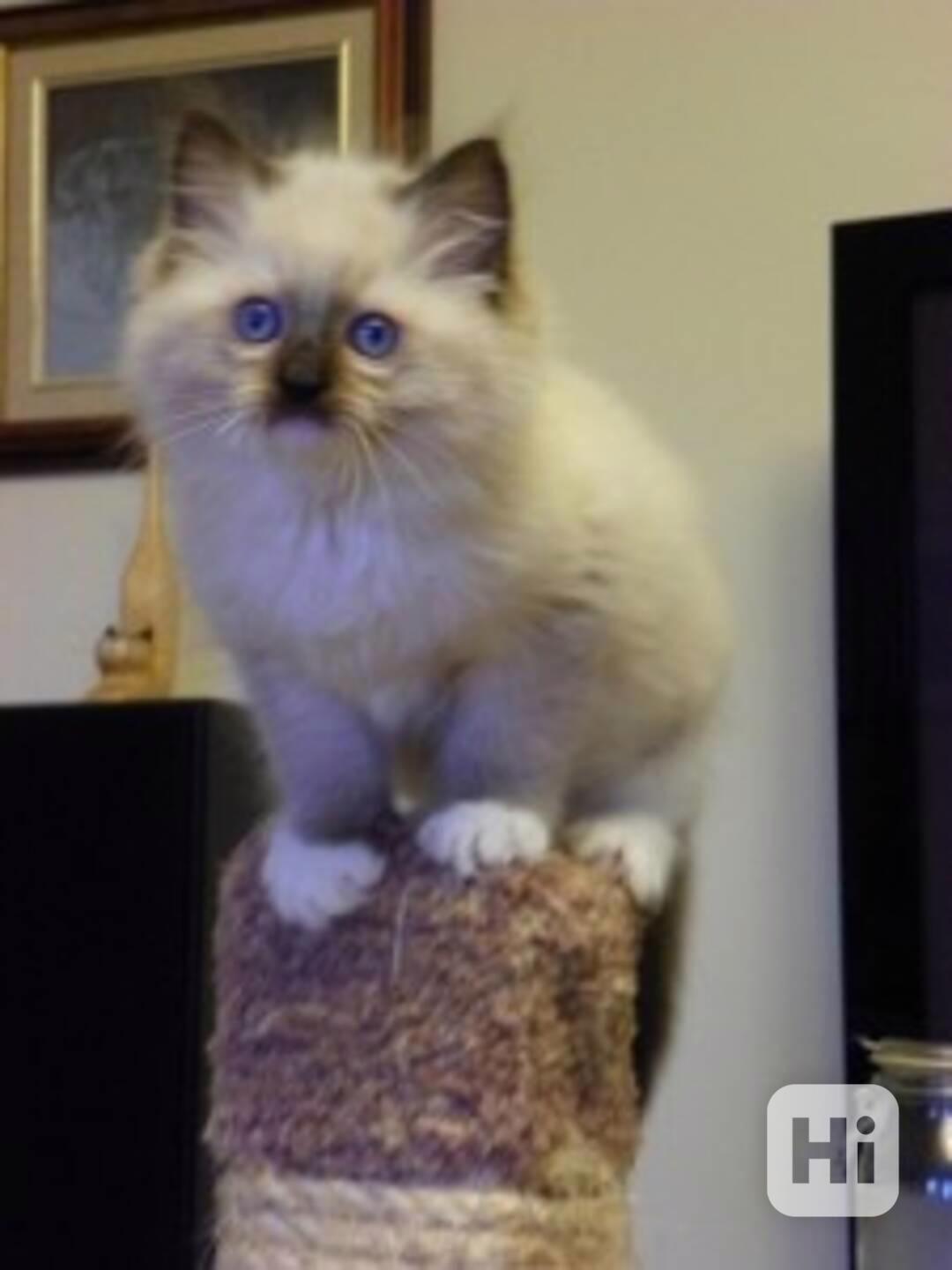 Rozkošná koťátka plemene Ragdoll k adopci - foto 1