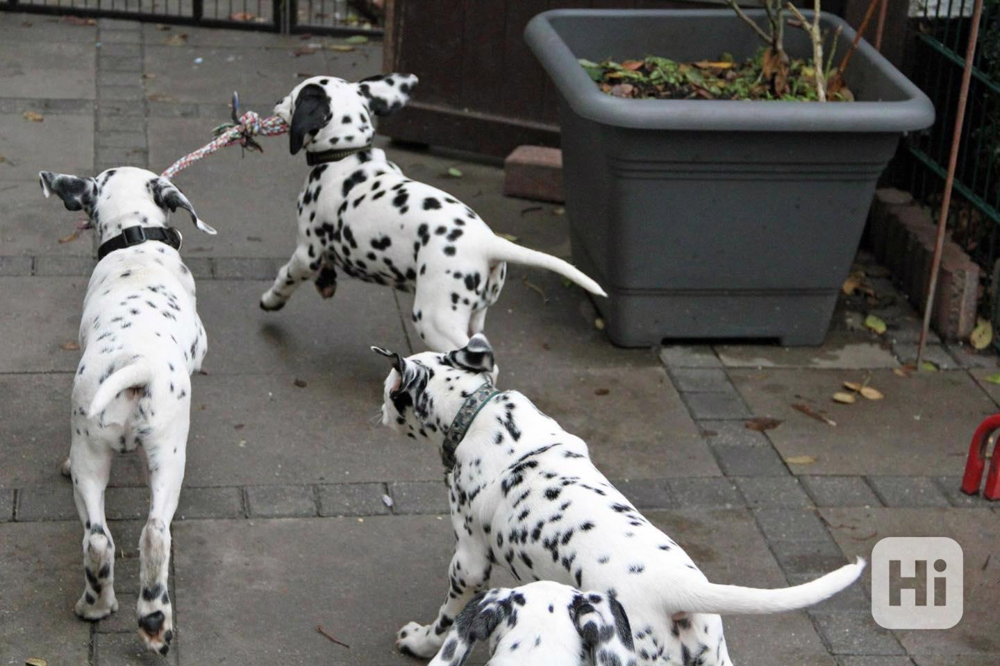 Gyönyörű dalmata kölykök - foto 1