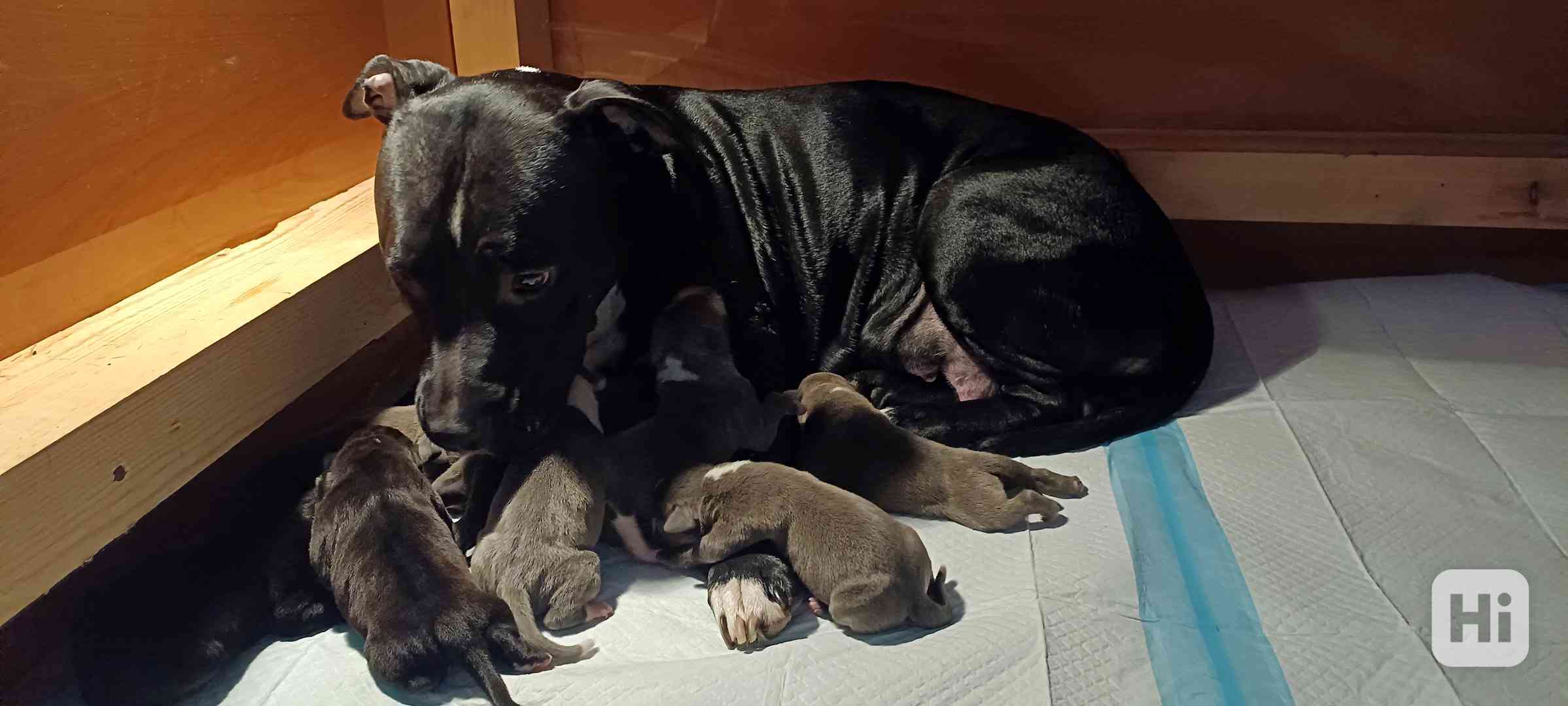 Americký stafordšírský teriér  - foto 1