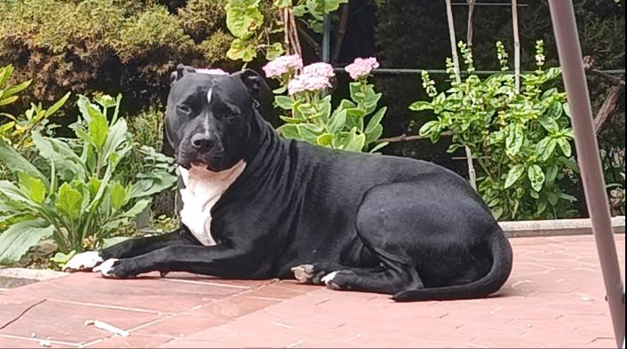 Americký stafordšírský teriér  - foto 6