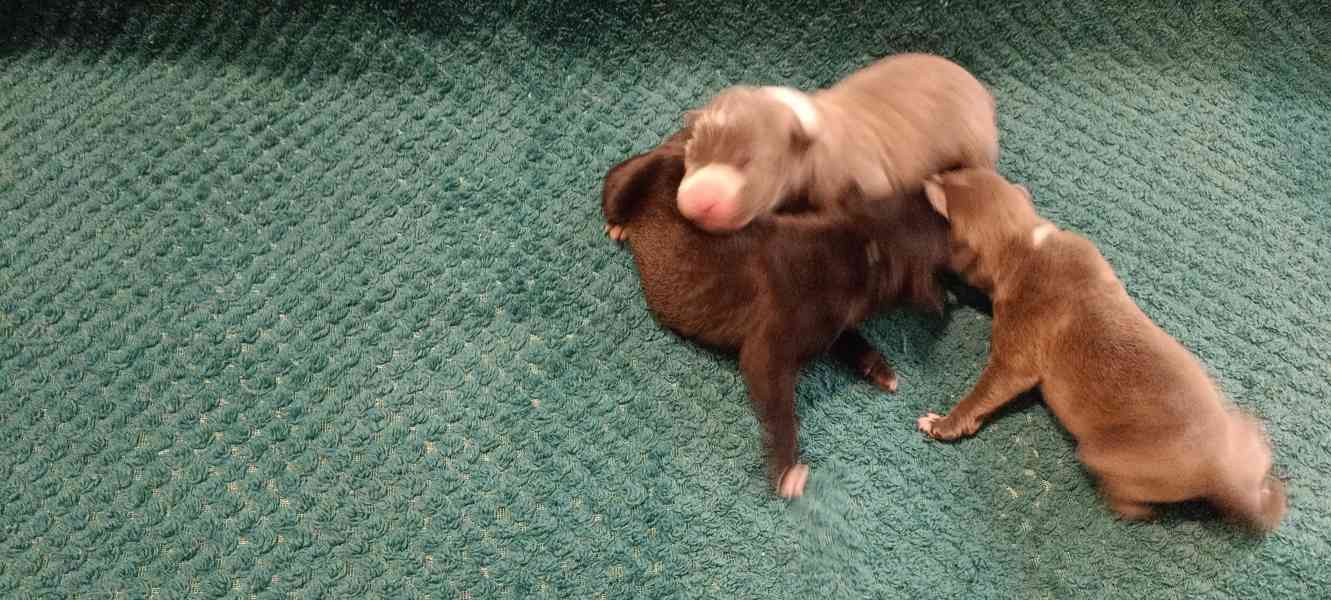 Americký stafordšírský teriér  - foto 8