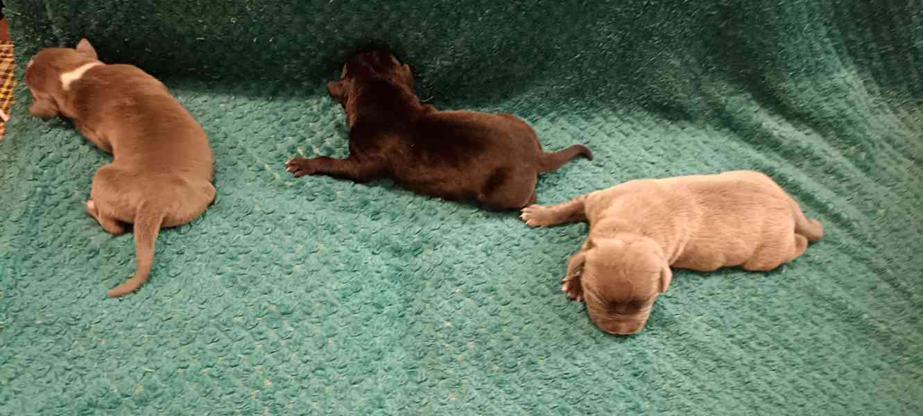 Americký stafordšírský teriér  - foto 4