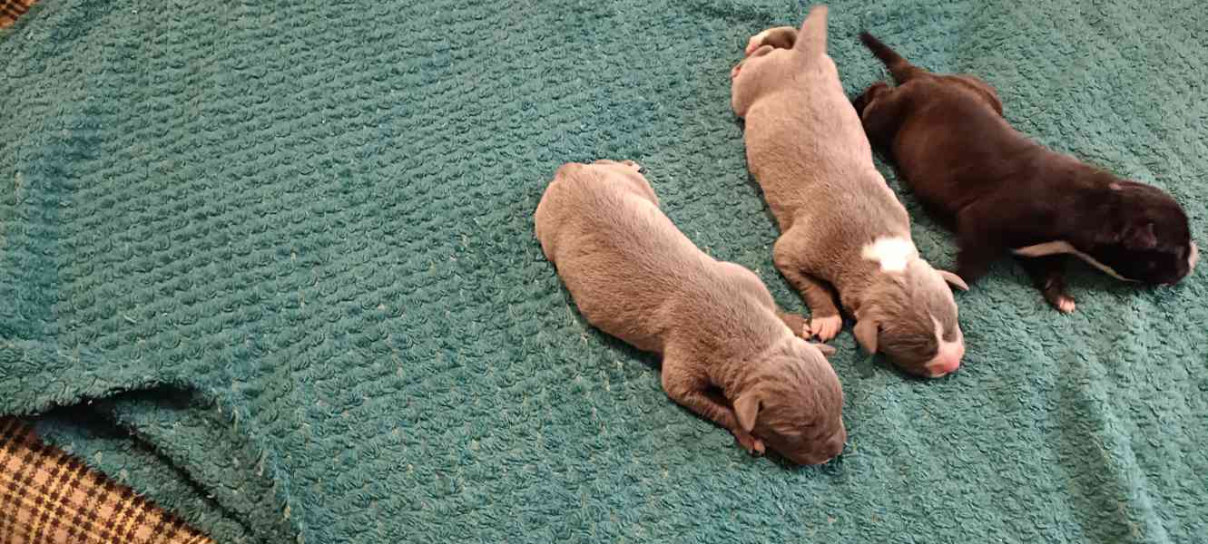 Americký stafordšírský teriér  - foto 2