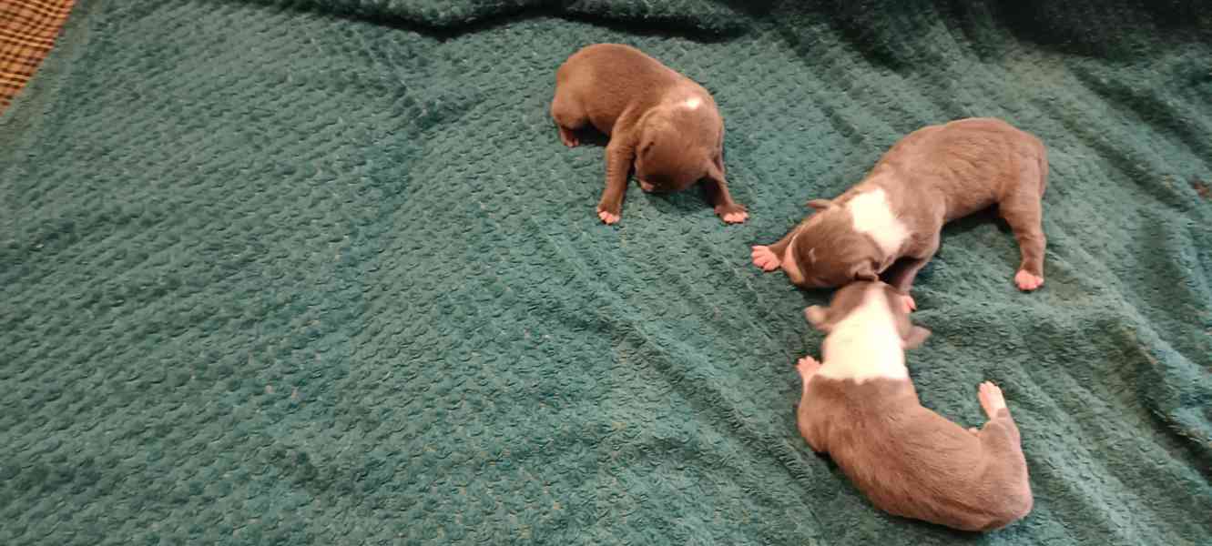 Americký stafordšírský teriér  - foto 3