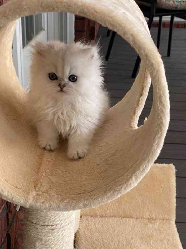 Zdarma perská koťátka k adopci  - foto 1