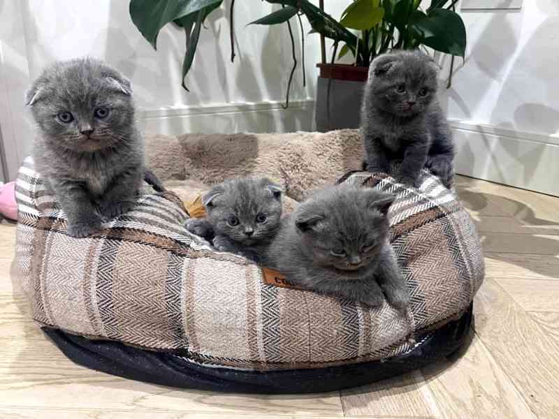 Skotská skládací koťata na prodej - foto 1
