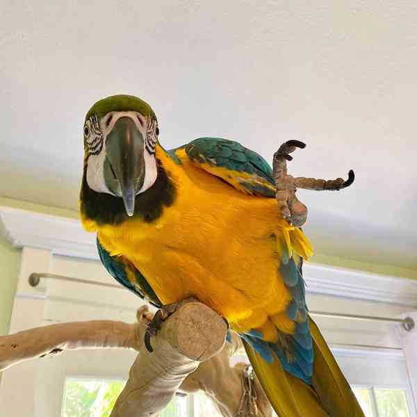 10 měsíců modrozlatý papoušek s klecí