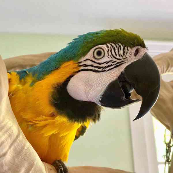 10 měsíců modrozlatý papoušek s klecí - foto 3