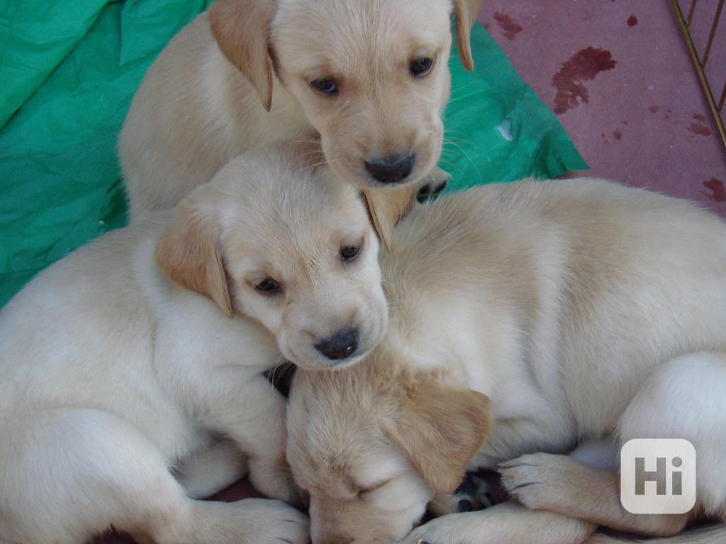 Žlutý pejsek Labradora - foto 1