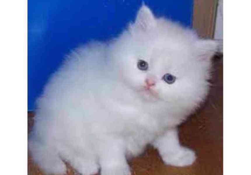 Perská koťata - foto 1