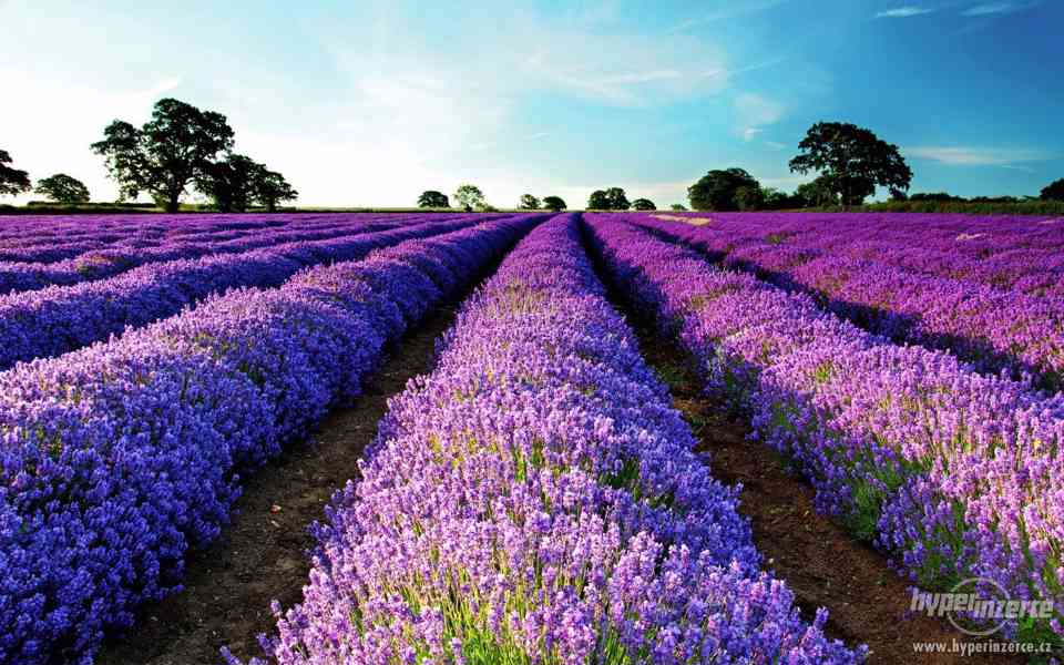 Levandule lékařská - orig. Provence semena 50ks - foto 1