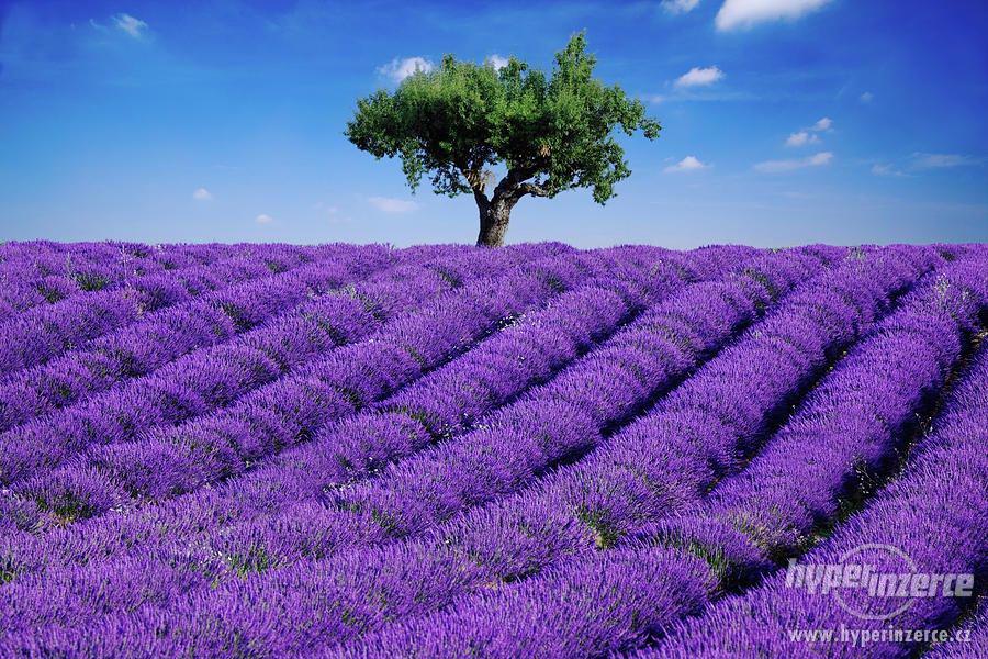 Levandule lékařská - orig. Provence semena 50ks - foto 3